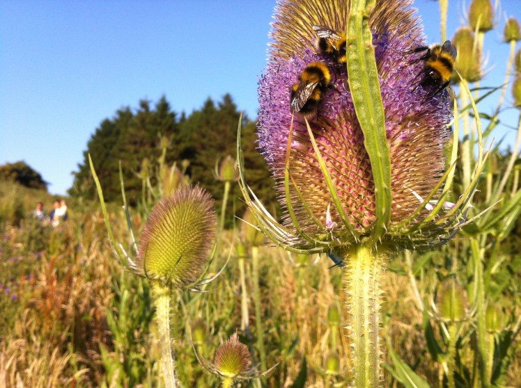 Bumblebees on a flowering Teasel.