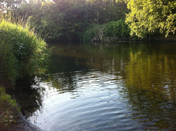 The Liffey in the Park. Very shallow at this time of year, which cannot be good for the overall health of the river.