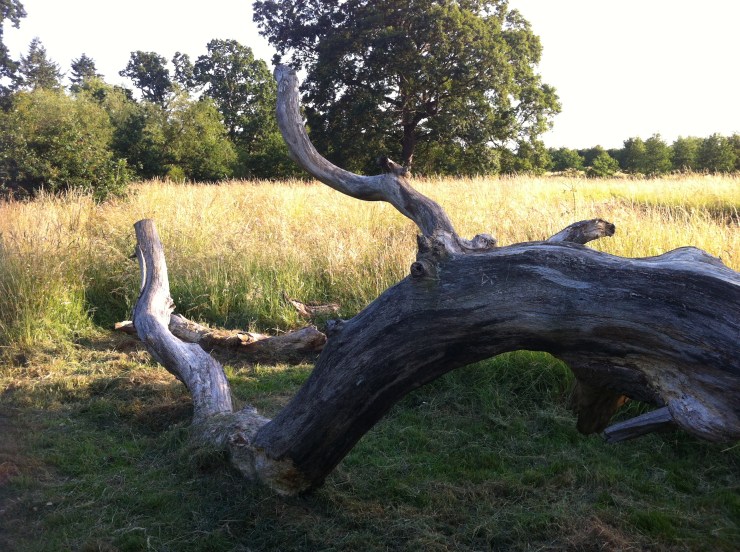 Auroch or Mastodon... the Wild Beast of St. Catherine's Park