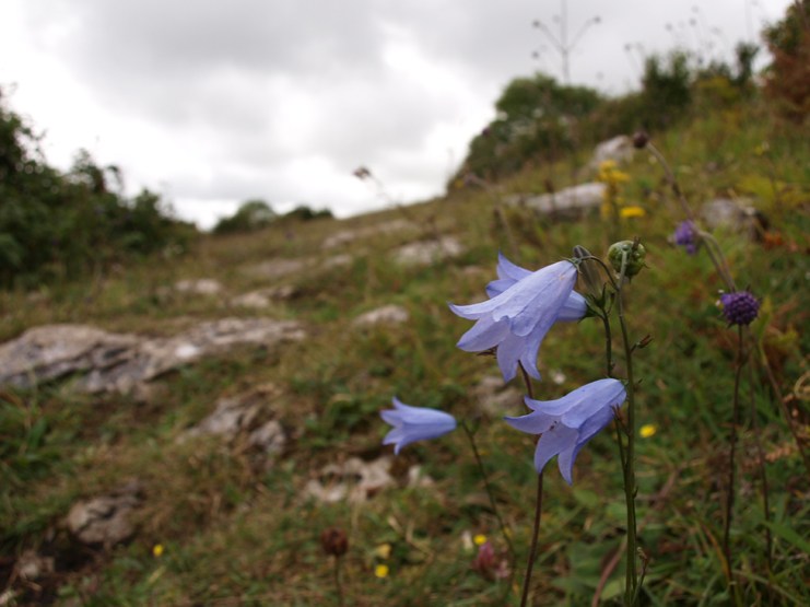 Wind-tossed Harebells along the loop.