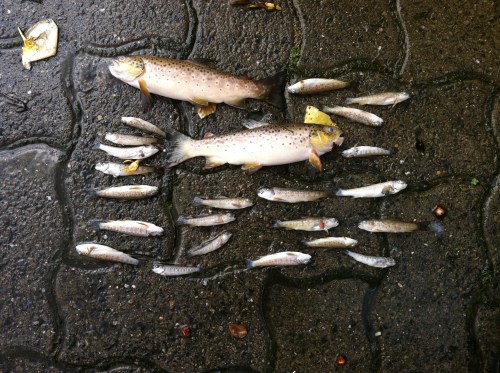 Fish kill in our local stream. These are all Brown Trout...