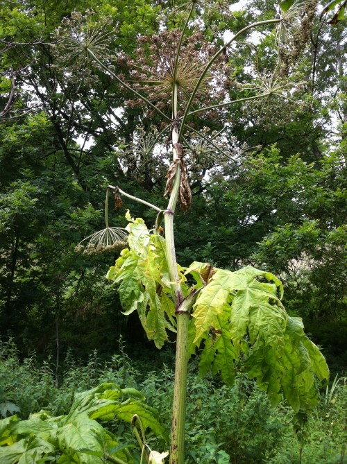 Giant Hogweed. A true giant of a plant. This one is about nine feet tall.
