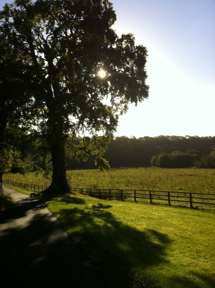 The Great Beech in St. Catherine's Park.