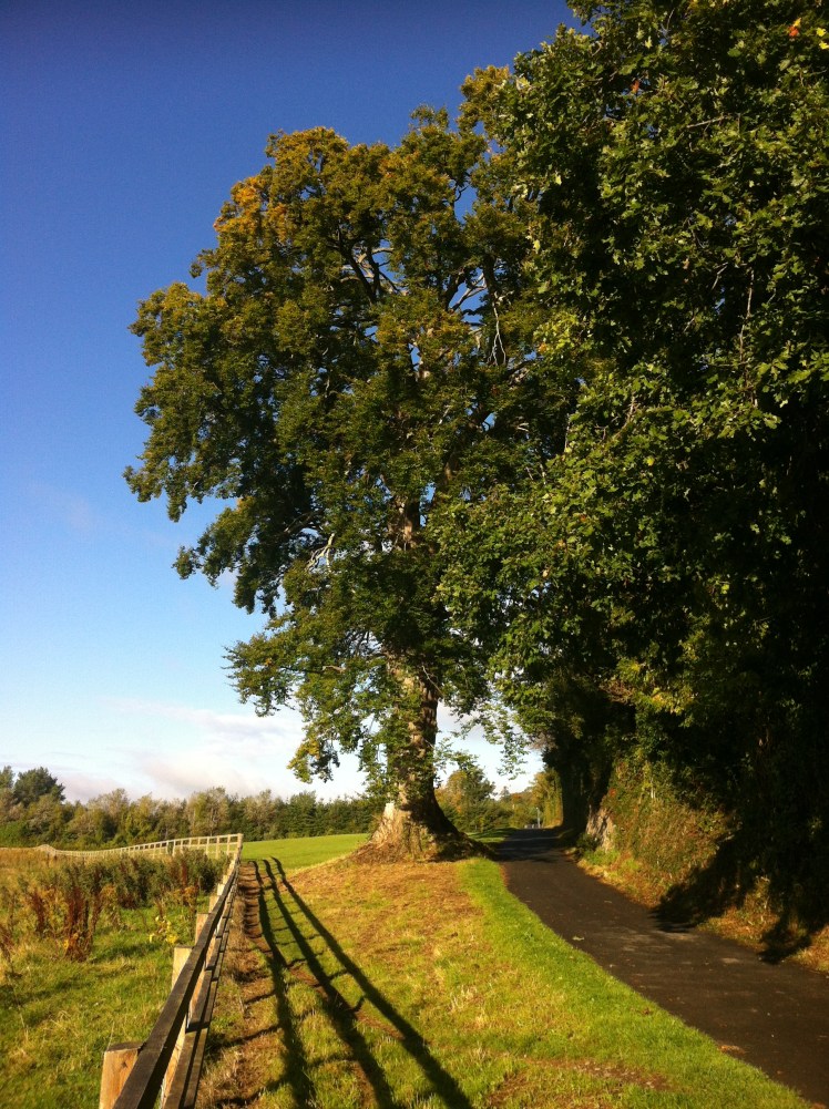 Another view of the Great Beech.