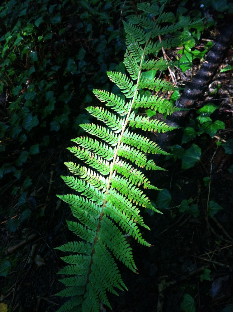 A fern deep in the woods.