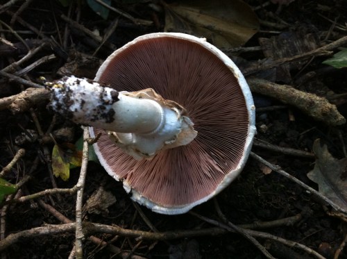 Mushroom. But which 'shroom is it?