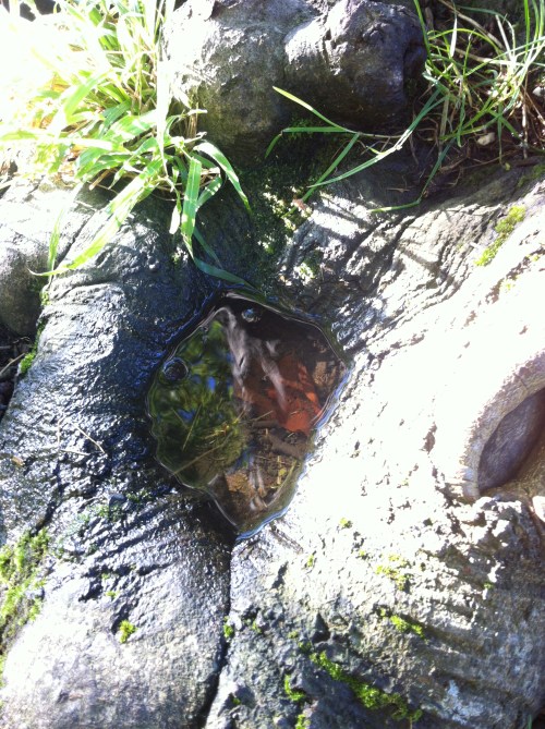 Rot pools at the base of the tree.