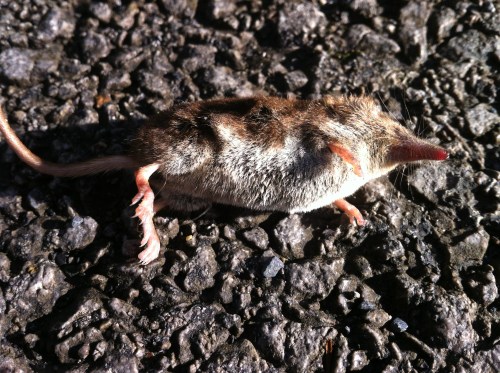 Dead shrew.