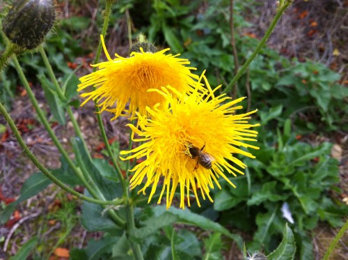 Sow-thistle.