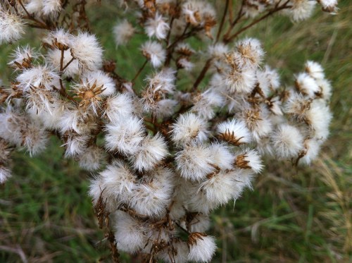 Ragwort.