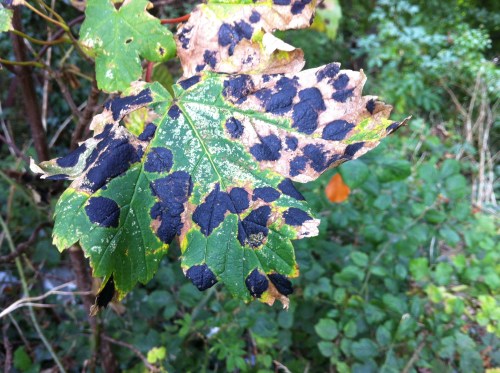 Tar-spot fungus on Sycamore leaf.