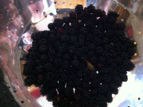 Blackberry haul.