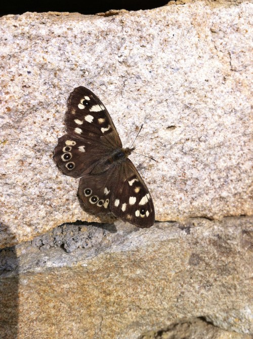 Speckled Wood.