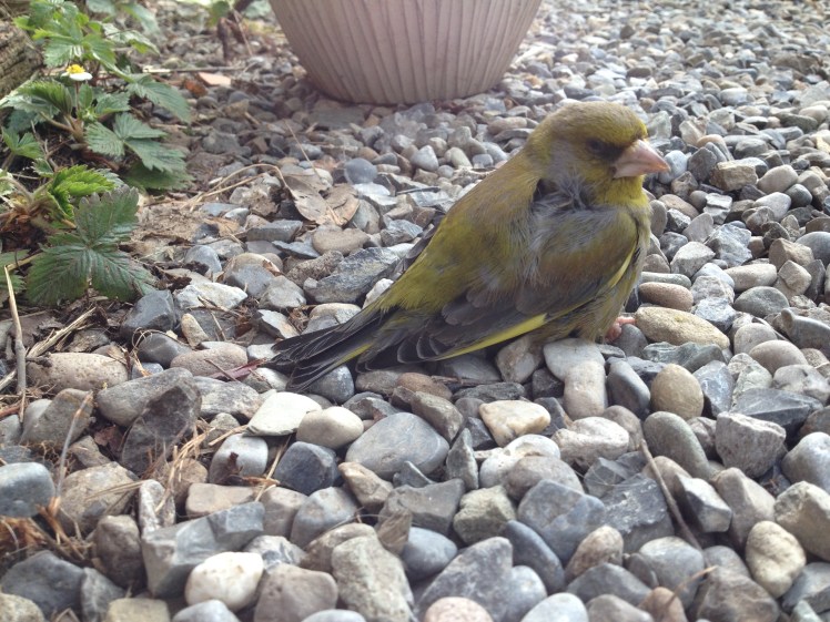 greenfinch.JPG
