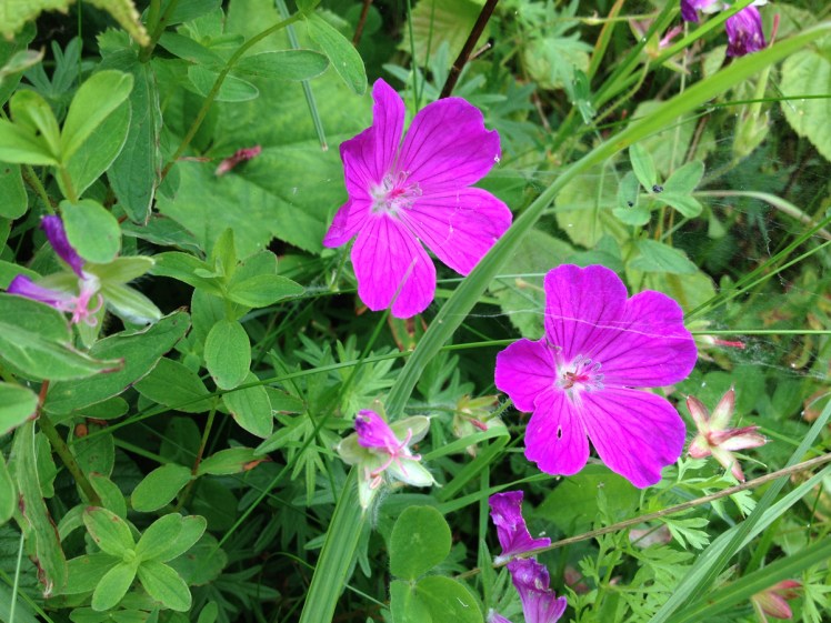 cranesbill