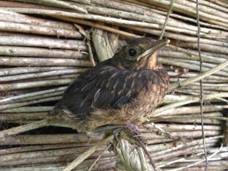 fledgling