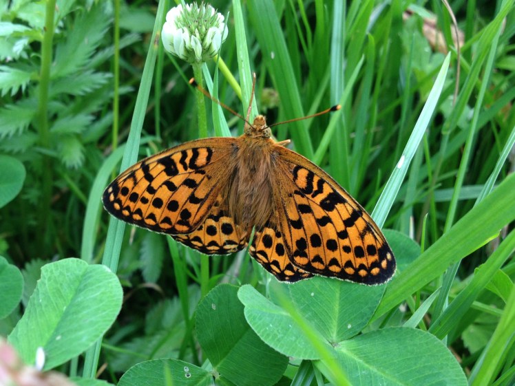 fritillary