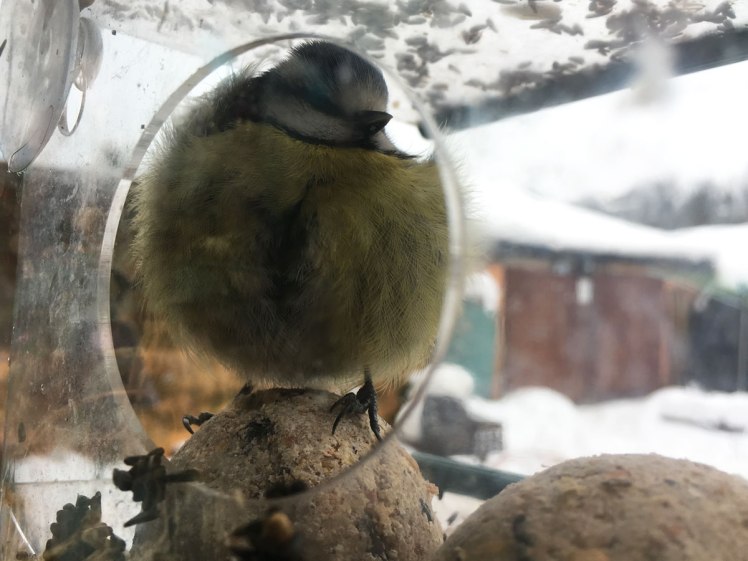 bluetit