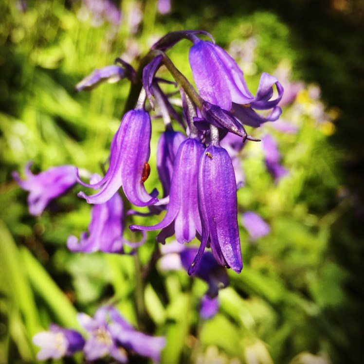 bluebell