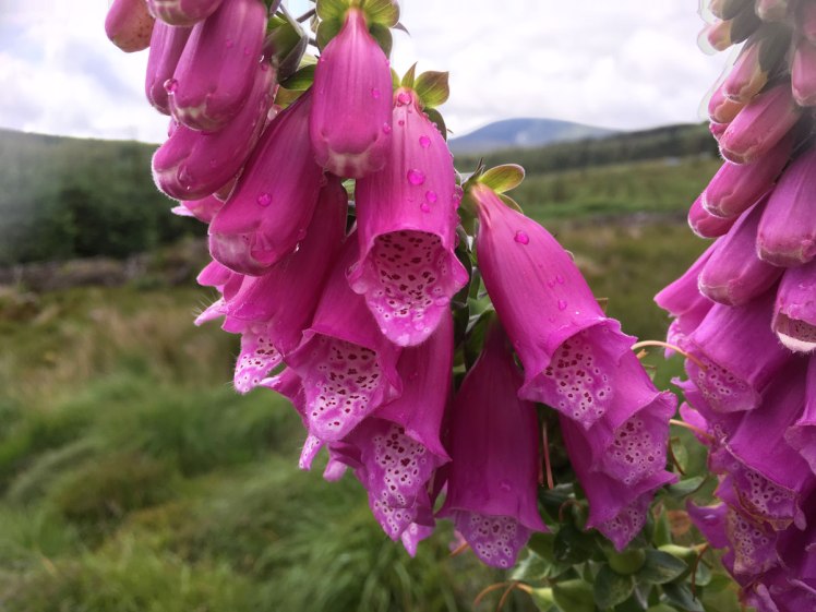 foxgloves