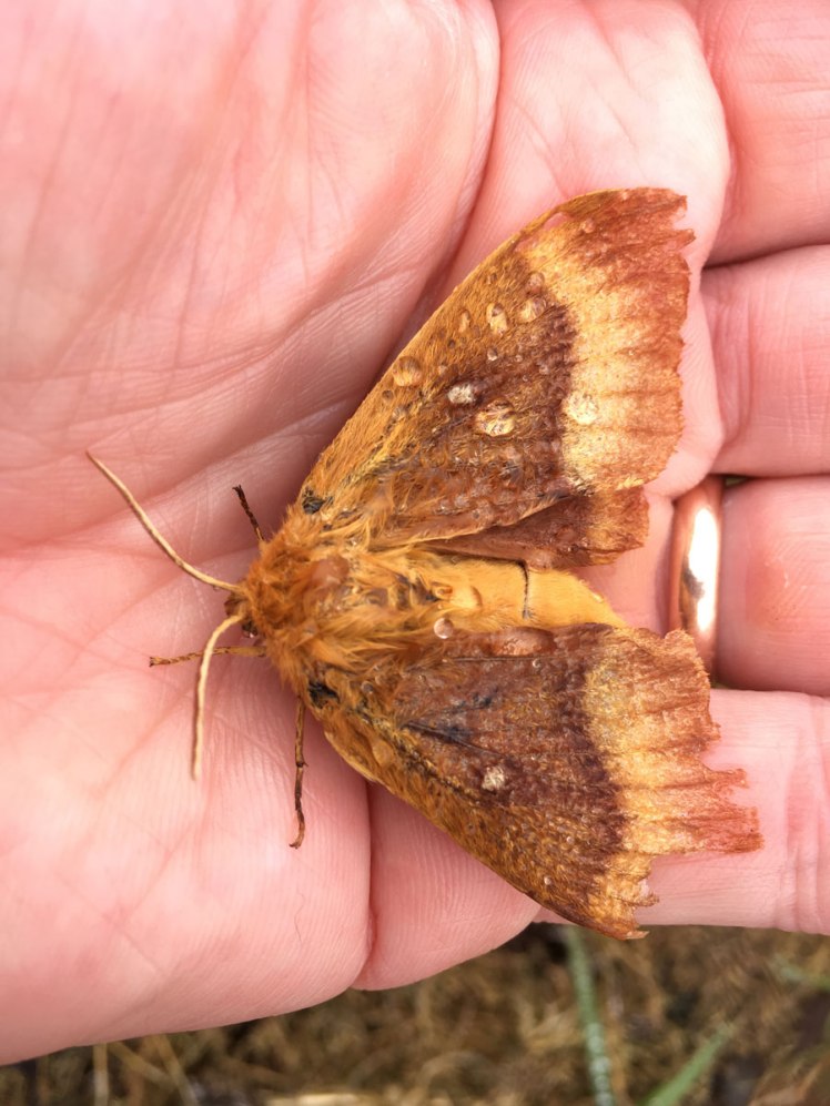 oak-eggar